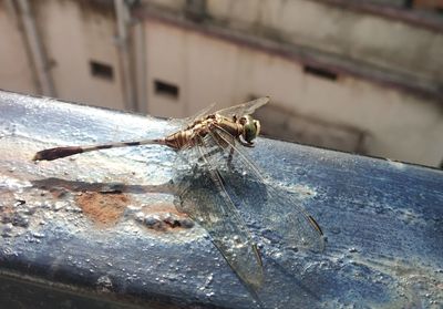 Close-up of grasshopper on rusty metal