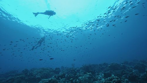 Low angle view of mermaid and diver swimming in sea