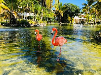 View of duck in lake