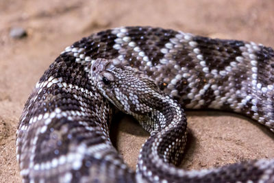 Close-up of snake