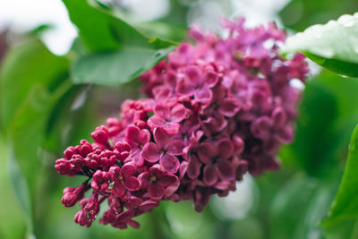 plant