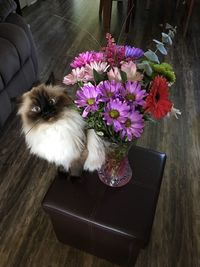 High angle view of cat by flower vase on table