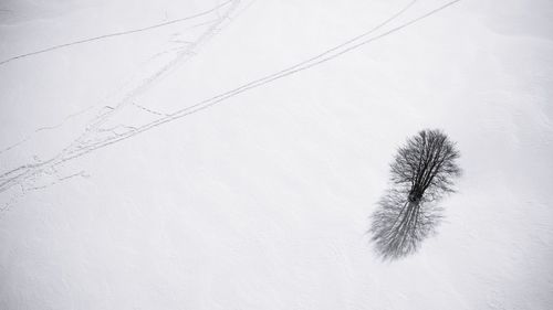 Plant on snow covered land