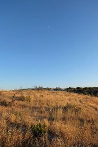Scenic view of field against clear blue sky