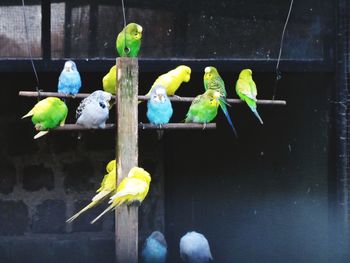 Close-up of parrot perching on yellow leaf in water