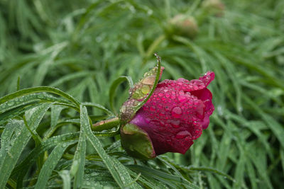 Close-up of wet red flower