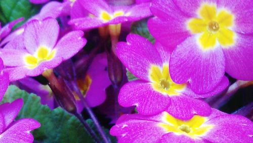 Close-up of pink flower