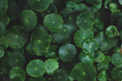 Full frame shot of plants