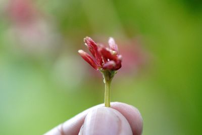 Close-up of hand holding pink flower