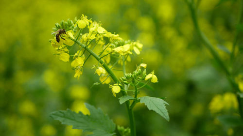 Close-up of yellow flowering plant on field