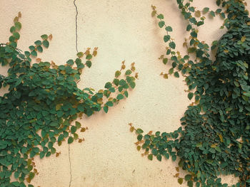 Close-up of ivy growing on wall