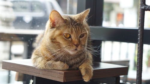 Portrait of cat sitting on table