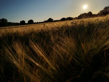 Scenic view of wheat field against sky