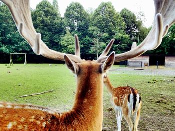 Sheep standing on field
