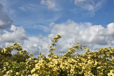 Low angle view of flowering plants against sky