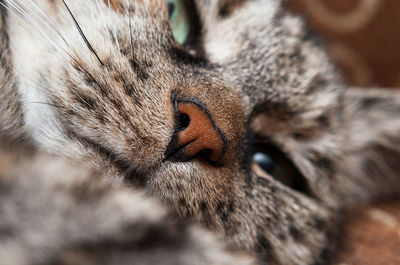 Close up of a domestic cat's nose