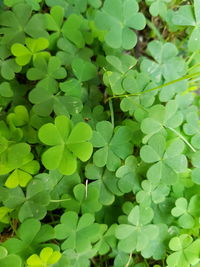 Close-up of green leaves on plant