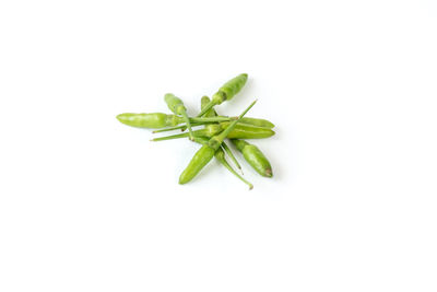 Close-up of plant against white background