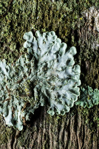 Close-up of moss growing on tree trunk