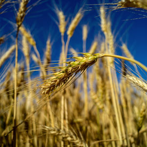 Close-up of wheat growing on field