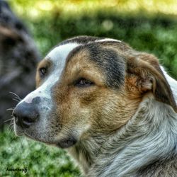 Close-up of dog