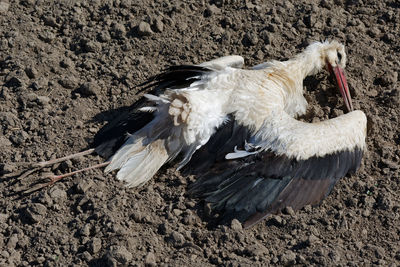 Dead body of white stork ciconia ciconia lay on the ground