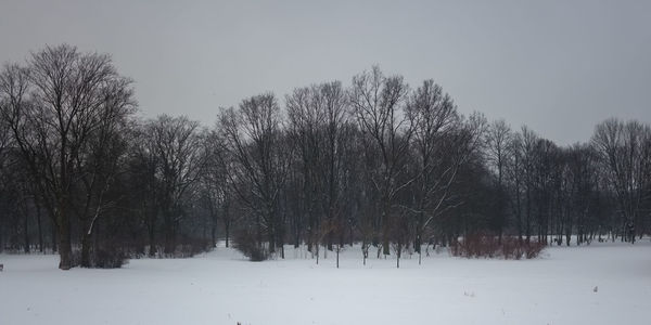 Trees on snow covered landscape