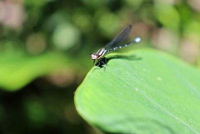 Close-up of fly on leaf