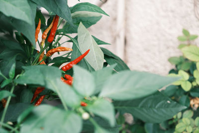 Close-up of red berries on plant