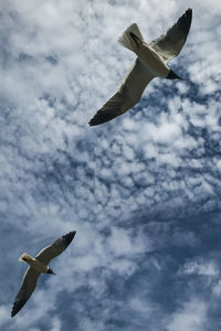 Low angle view of seagull flying in sky