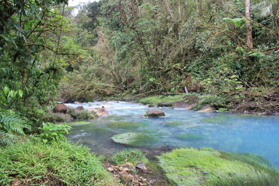 Scenic view of river stream in forest