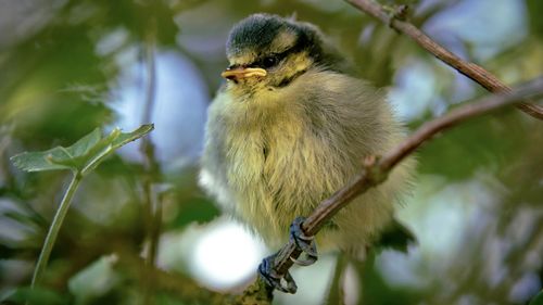 Close-up of bird perching on branch