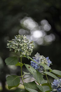 Close-up of purple hydrangea flowers