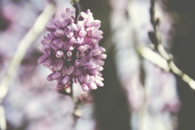 Close-up of pink flowers