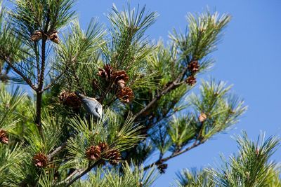 Low angle view of palm trees against blue sky