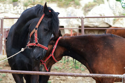 Horse standing in pen