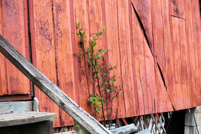 Close-up of plant against red wall