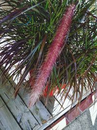 Low angle view of palm tree