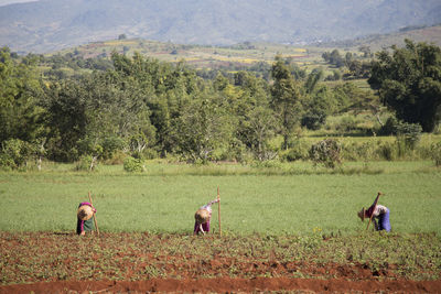 Three burmese woman working on agricultural field, myanmar