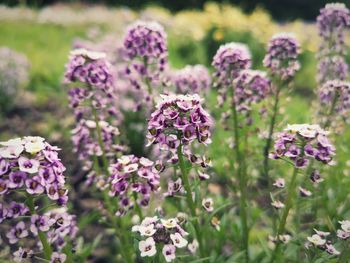 Close-up of purple flowering plants on field