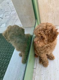 Dog sitting in front of door