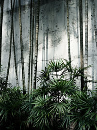 Close-up of palm tree