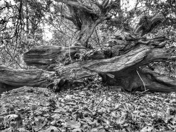 Trees growing in forest