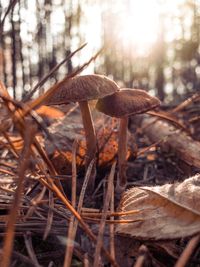 Close-up of mushroom growing on field