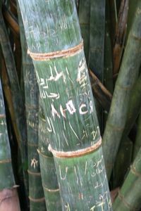Close-up of cropped object