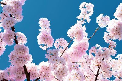 Low angle view of cherry blossoms against sky