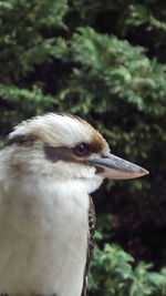 Close-up of a bird against blurred background