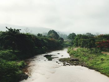 Scenic view of river in forest against sky