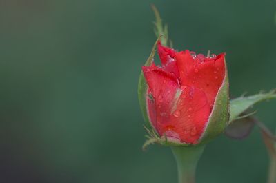 Close-up of red rose flower bud