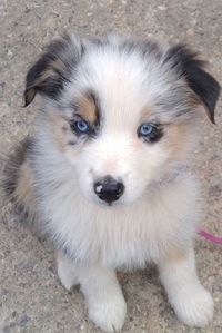 Close-up portrait of dog